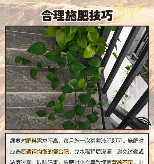 水培绿萝叶子发黄的解决方法是什么？