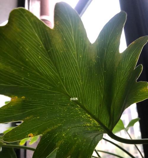 植物叶子发黄并结网是什么问题？如何处理？