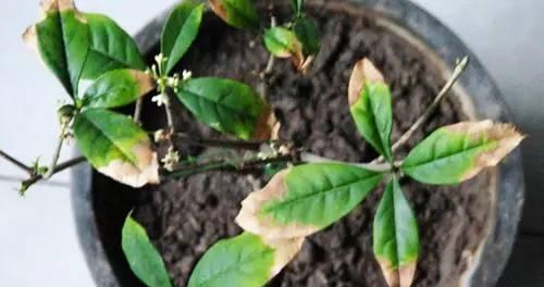 植物叶子发黄并结网是什么问题？如何处理？