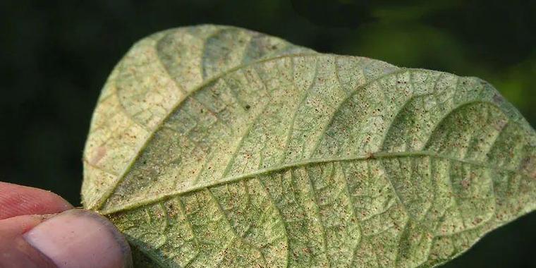 植物叶子发黄并结网是什么问题？如何处理？