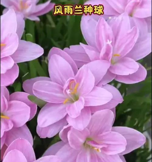 雨天阳台淋雨的花是什么品种？