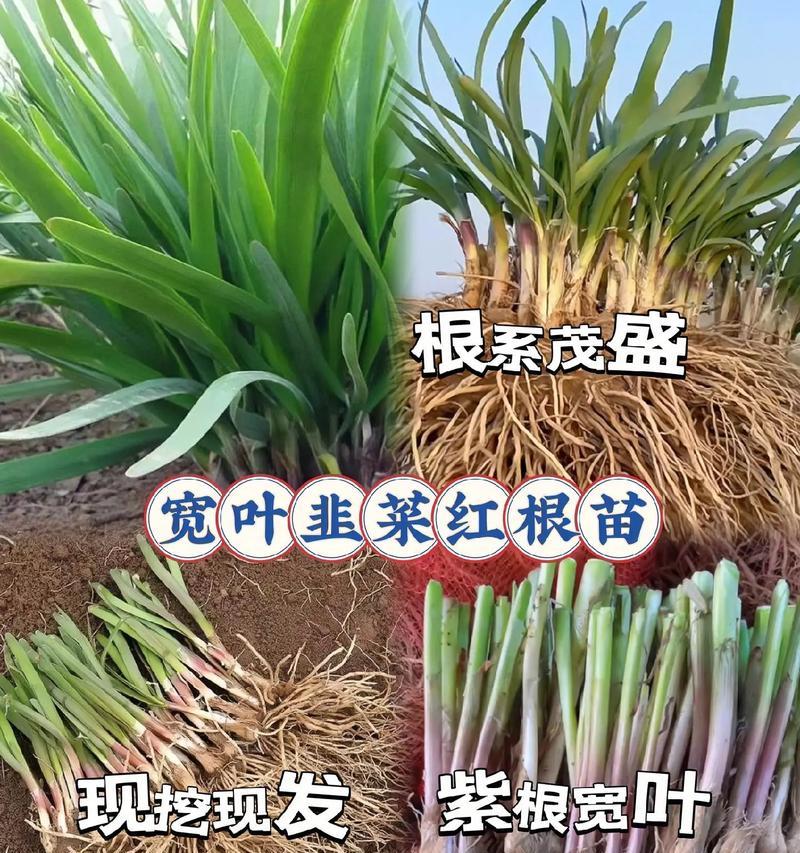 韭菜根部叶子发黄的原因是什么？如何防治？