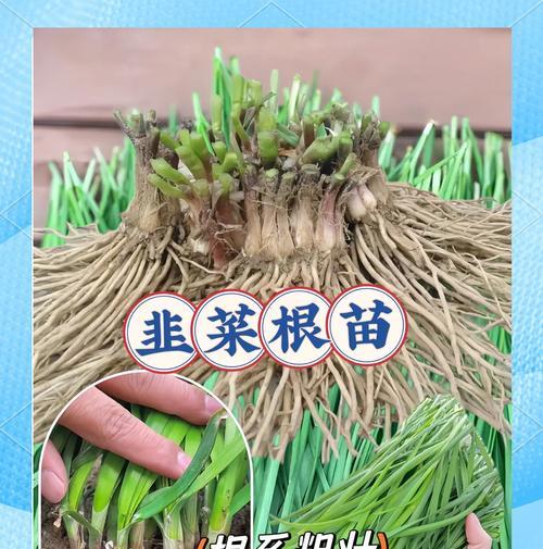 韭菜根部叶子发黄的原因是什么？如何防治？
