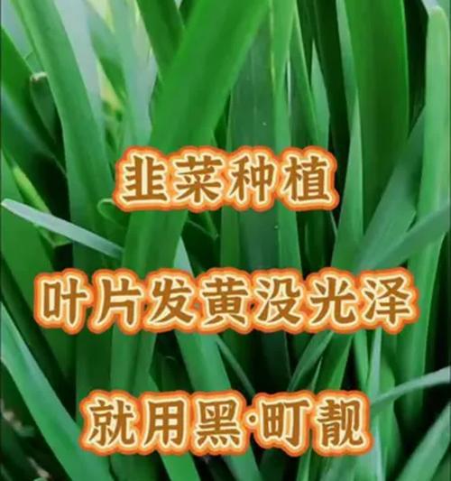 韭菜根部叶子发黄的原因是什么？如何防治？