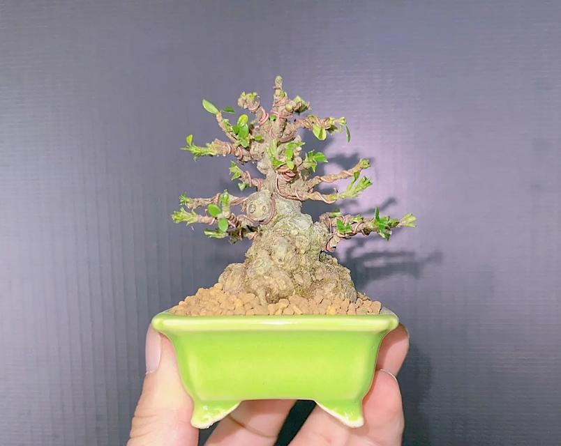 高杆栀子树盆景修剪方法有哪些？