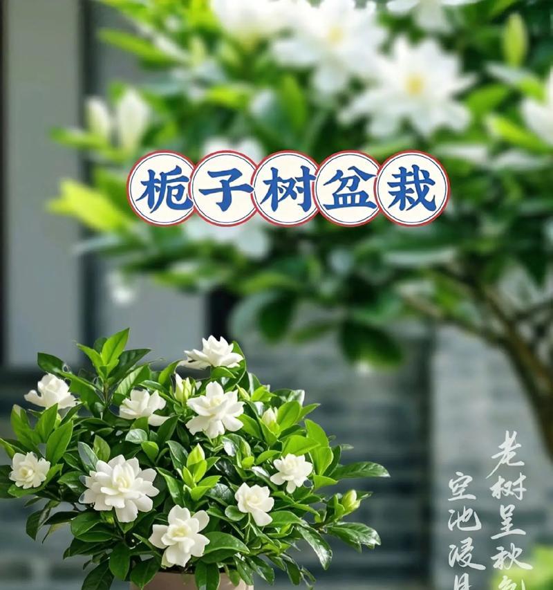 高杆栀子树盆景修剪方法有哪些？