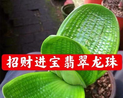 麒麟君子兰的正确养护方法是什么？有哪些特别的注意事项？