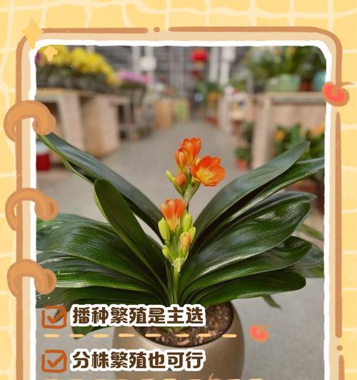 君子兰换盆的最佳季节和方法是什么？