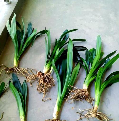 君子兰换盆的最佳季节和方法是什么？