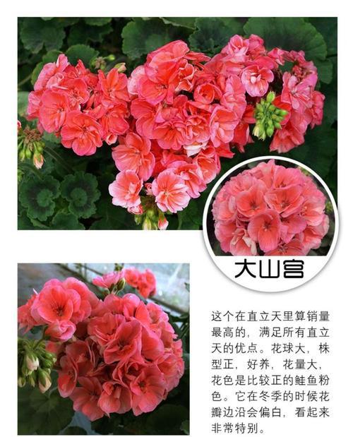 直立天竺葵种苗的种植技巧？
