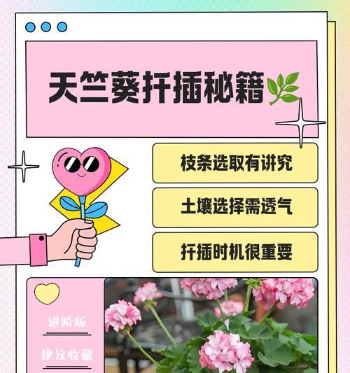 直立天竺葵种苗的种植技巧？