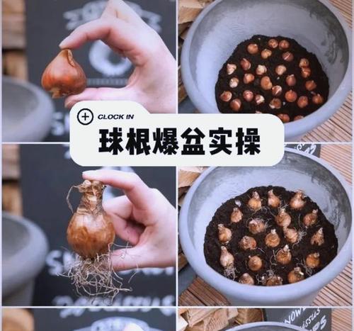 大花球根植物怎么养？大花球根植物的养护技巧有哪些？