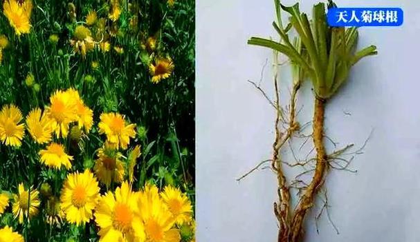大花球根植物怎么养？大花球根植物的养护技巧有哪些？
