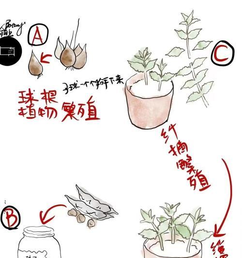 大花球根植物怎么养？大花球根植物的养护技巧有哪些？
