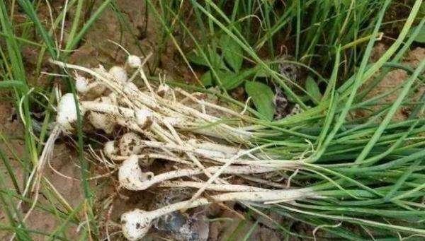 猪头蒜的最佳播种时间是什么时候？