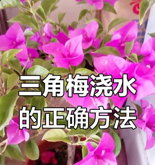 三角梅收获后浇水的正确步骤是什么？