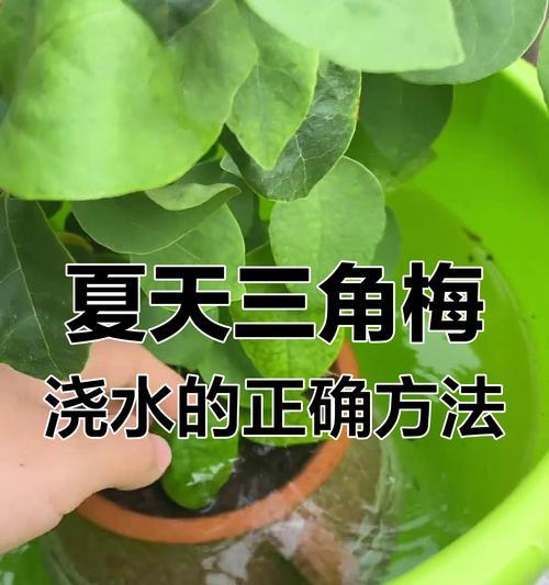 三角梅收获后浇水的正确步骤是什么？