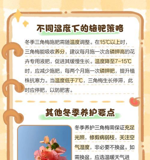 三角梅收获后浇水的正确步骤是什么？
