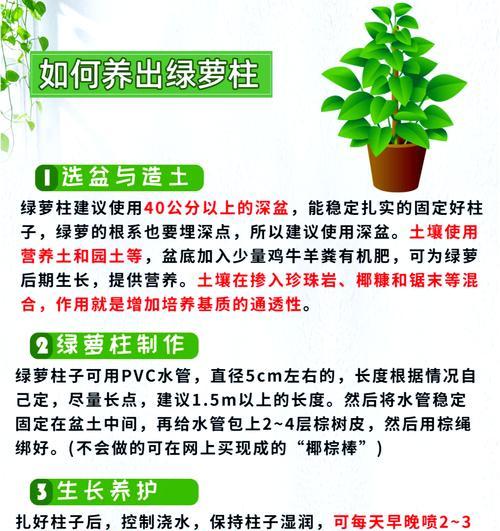 红薯根养叶子发黄怎么办？可能的原因和解决方法是什么？