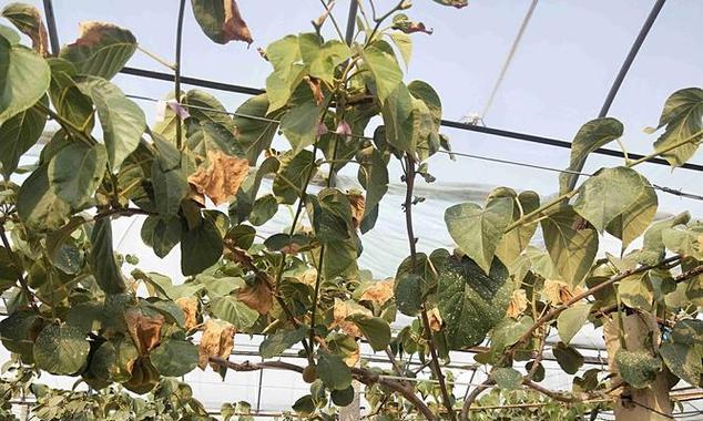 猕猴桃新种植后叶子发黄的原因及解决办法？