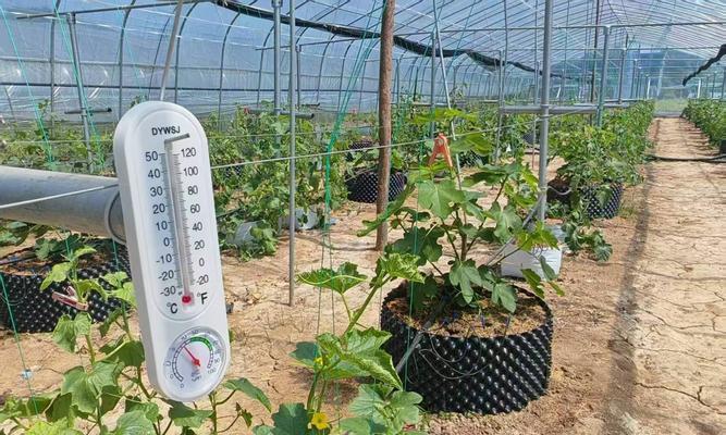 香瓜越冬栽培技术要点有哪些？如何保证香瓜安全越冬？