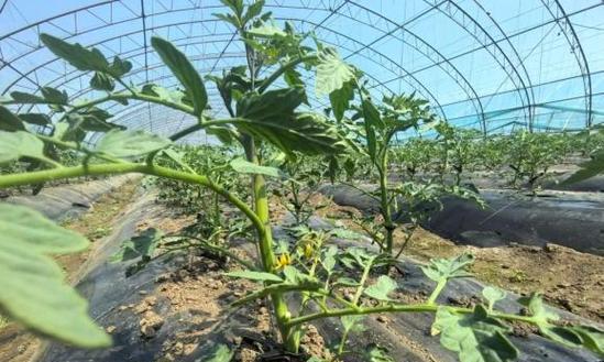 香瓜越冬栽培技术要点有哪些？如何保证香瓜安全越冬？