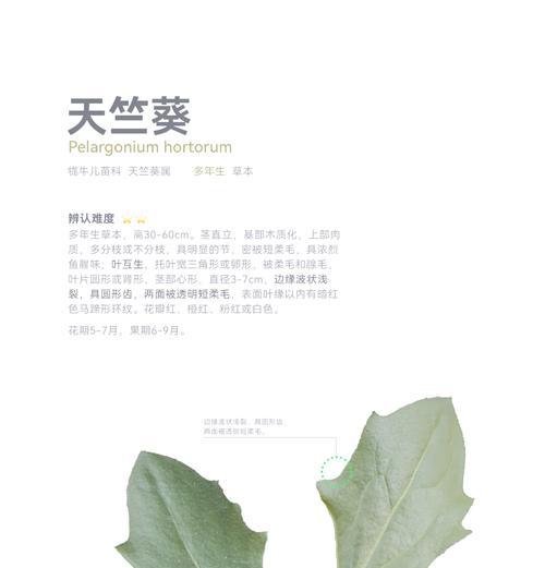 天竺葵下面叶子怎么剪？剪叶后的护理方法是什么？