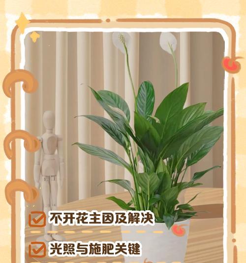 盆栽白展叶子发黄是什么原因？