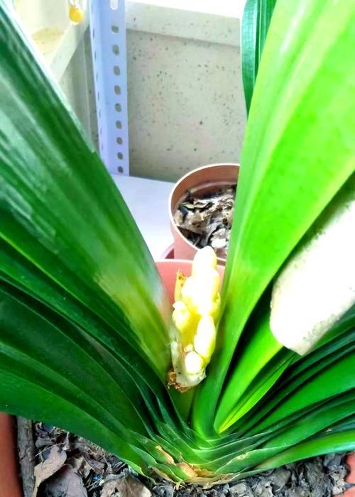 君子兰常见的害虫有哪些？