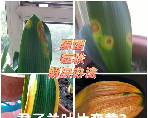 君子兰常见的害虫有哪些？