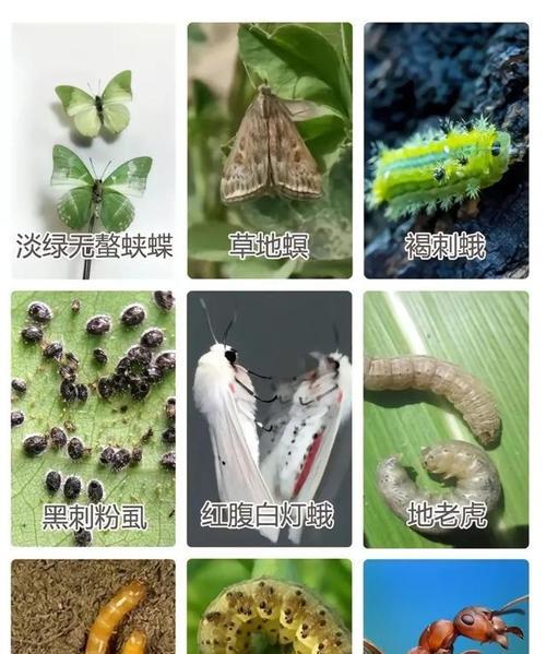 君子兰常见的害虫有哪些？