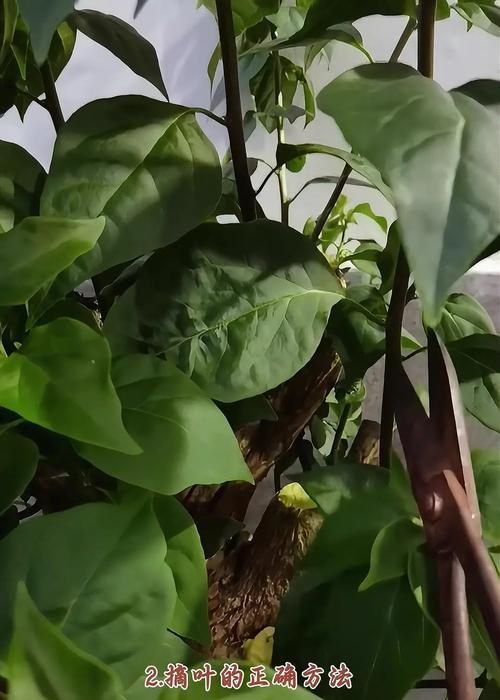 三角梅剪枝有哪些技巧？怎样才能繁叶茂？