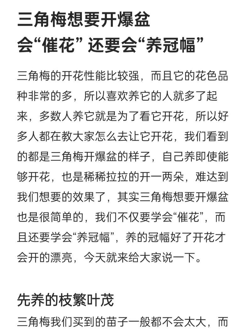 三角梅剪枝有哪些技巧？怎样才能繁叶茂？