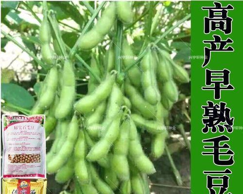 青大豆播种的最佳季节是什么时候？