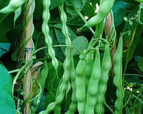 青大豆播种的最佳季节是什么时候？