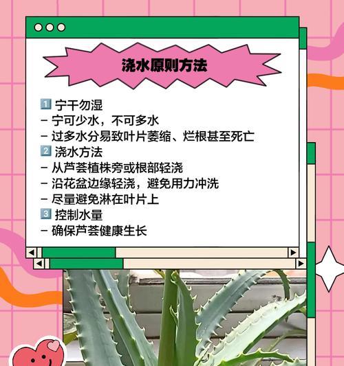 芦荟叶子发黄透明的处理方法是什么？