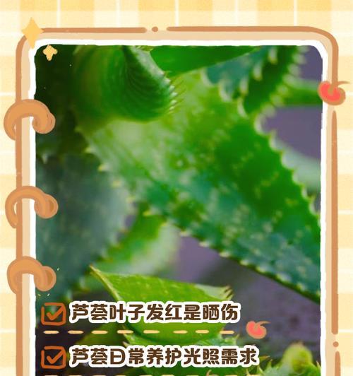 芦荟叶子发黄透明的处理方法是什么？