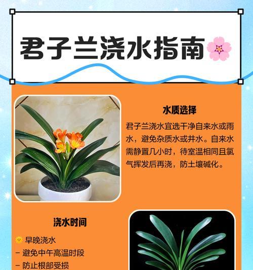 君子兰绿植大盆的养护要点是什么？