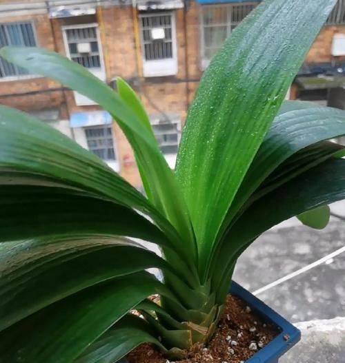君子兰绿植大盆的养护要点是什么？