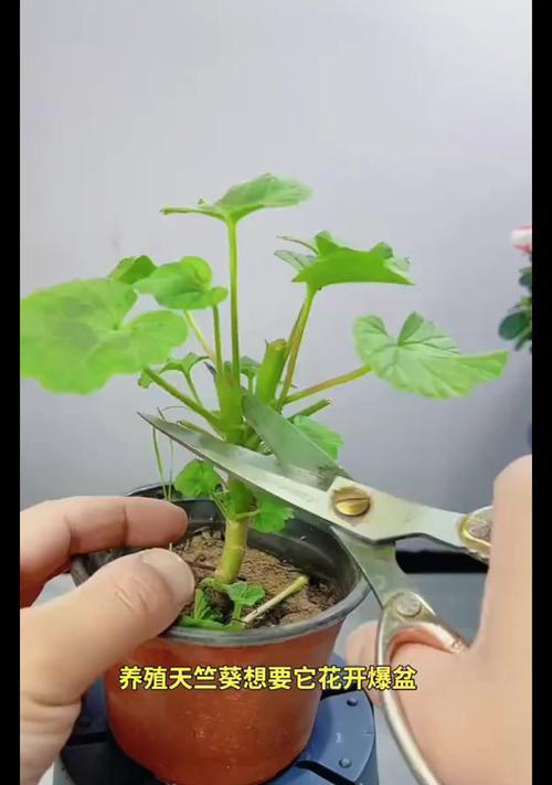 天竺葵毛细根养护方法是什么？如何有效养护？