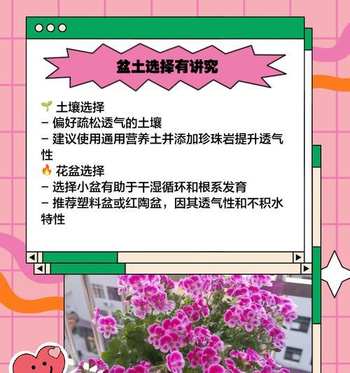 天竺葵毛细根养护方法是什么？如何有效养护？