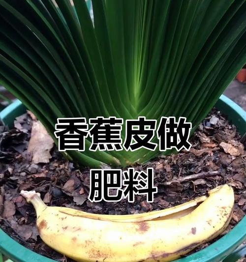 自制干香蕉皮肥料的方法是什么？有何好处？