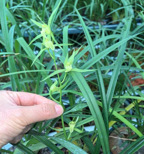 兰科植物需要什么样的土壤？如何正确选择土壤？