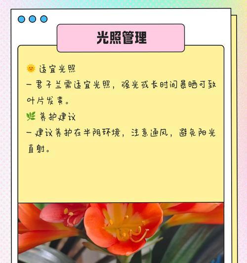 君子兰新叶变黑是什么原因？如何解决？
