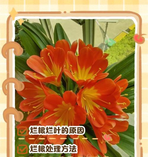 君子兰新叶变黑是什么原因？如何解决？