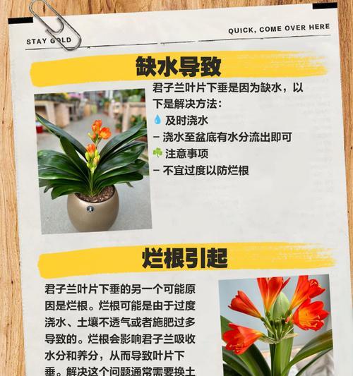 君子兰新叶变黑是什么原因？如何解决？