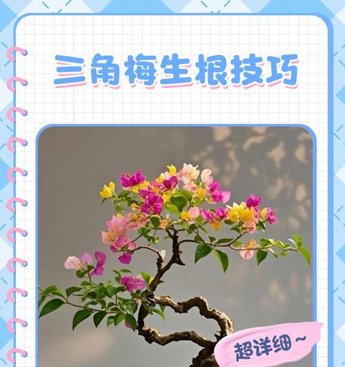 三角梅枝条扦插步骤及注意事项有哪些？