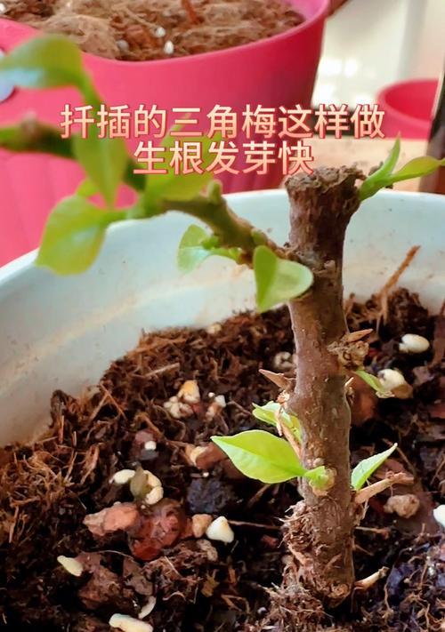三角梅枝条扦插步骤及注意事项有哪些？