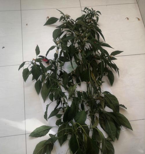 木本植物花培植方法是什么？培植过程中应注意什么？