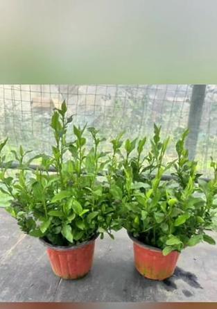 木本植物花培植方法是什么？培植过程中应注意什么？
